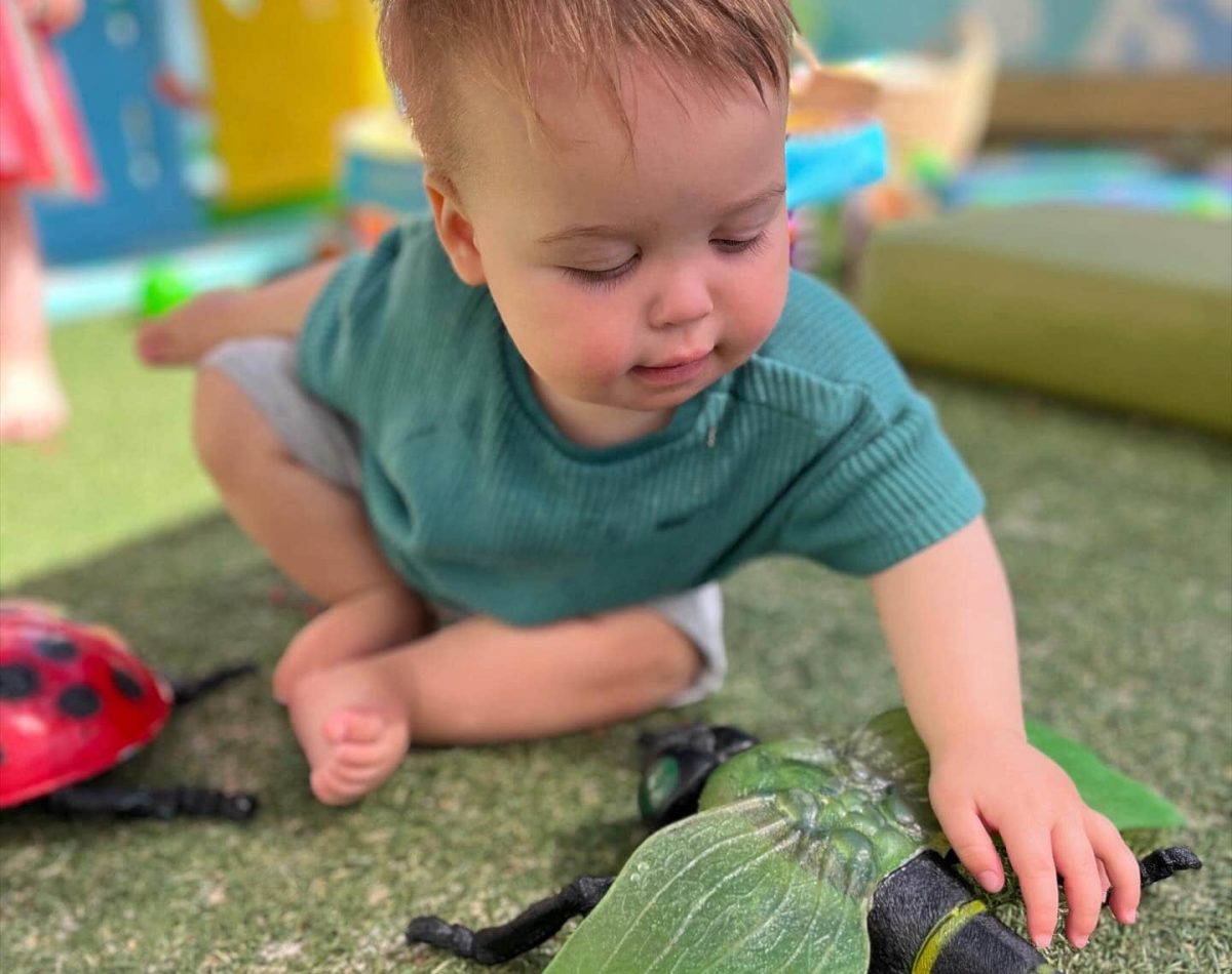 Black Rock baby bugs